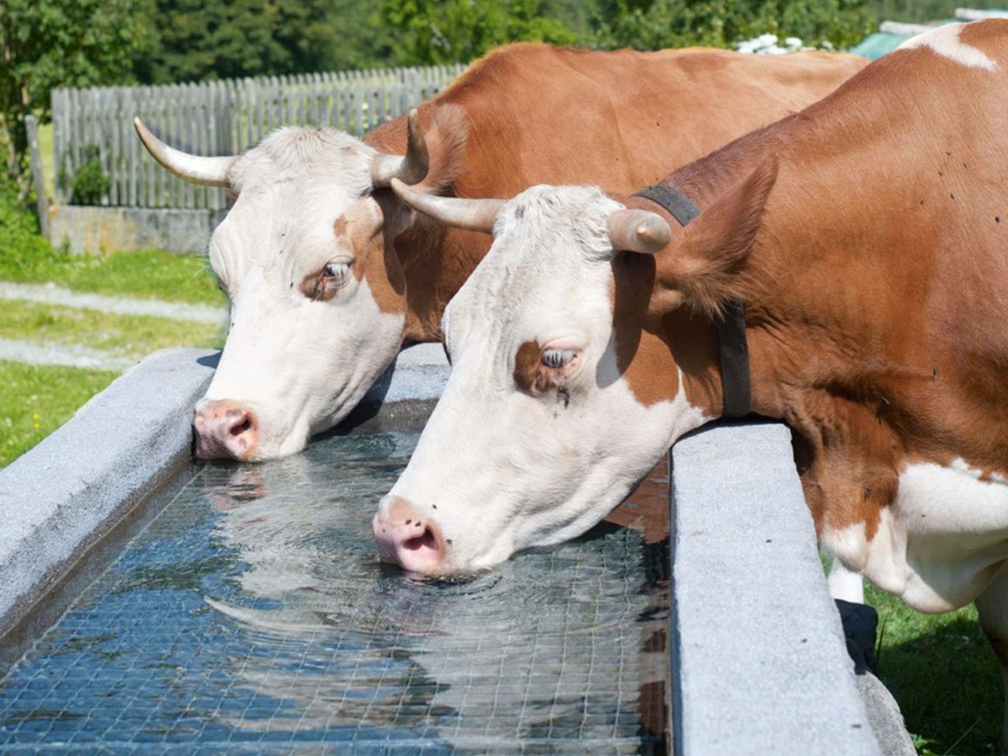 The Best Water System for Livestock