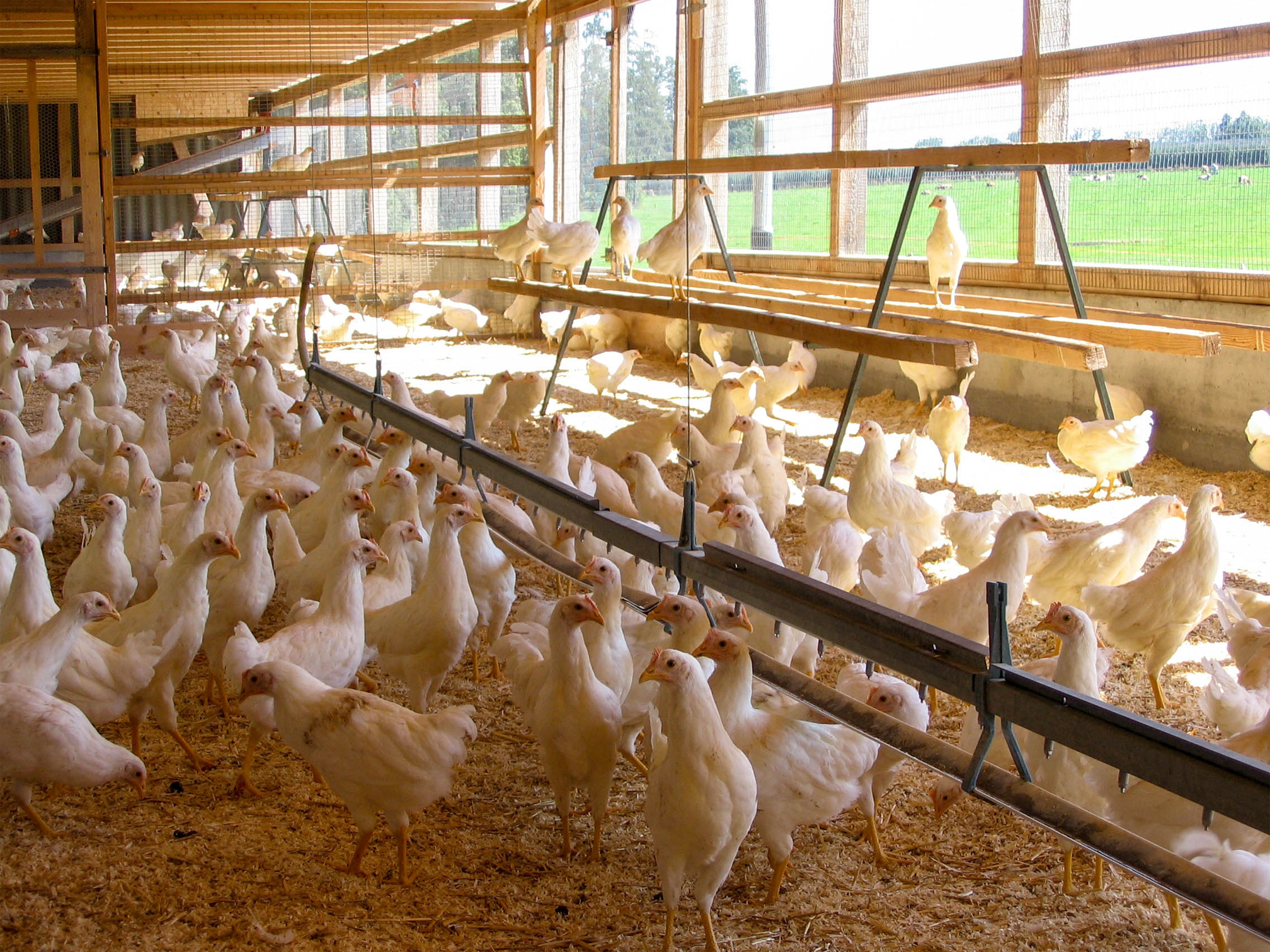 Healthy Water System for Poultry